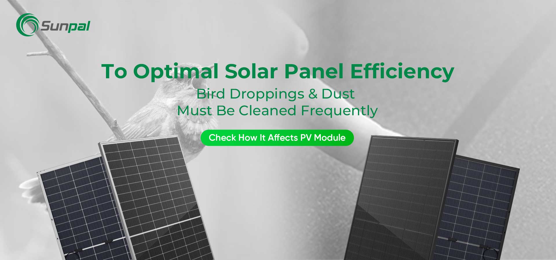 Polvo y excrementos de pájaros: limpieza para un rendimiento óptimo del panel solar